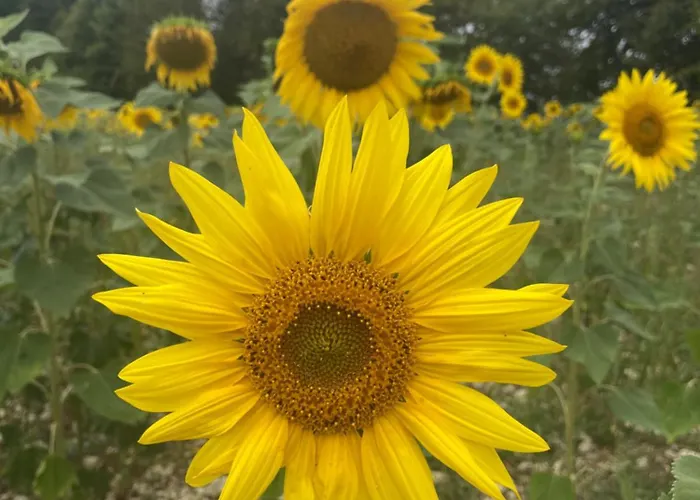 Appartement 9 Impasse Saint Martin